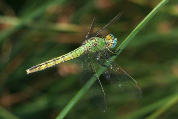 CA, San Diego, Mission Trails A Green Dragonfly